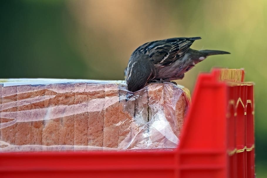 What To Feed Garden Birds In Spring (And When To Stop) 6 bird eating bread
