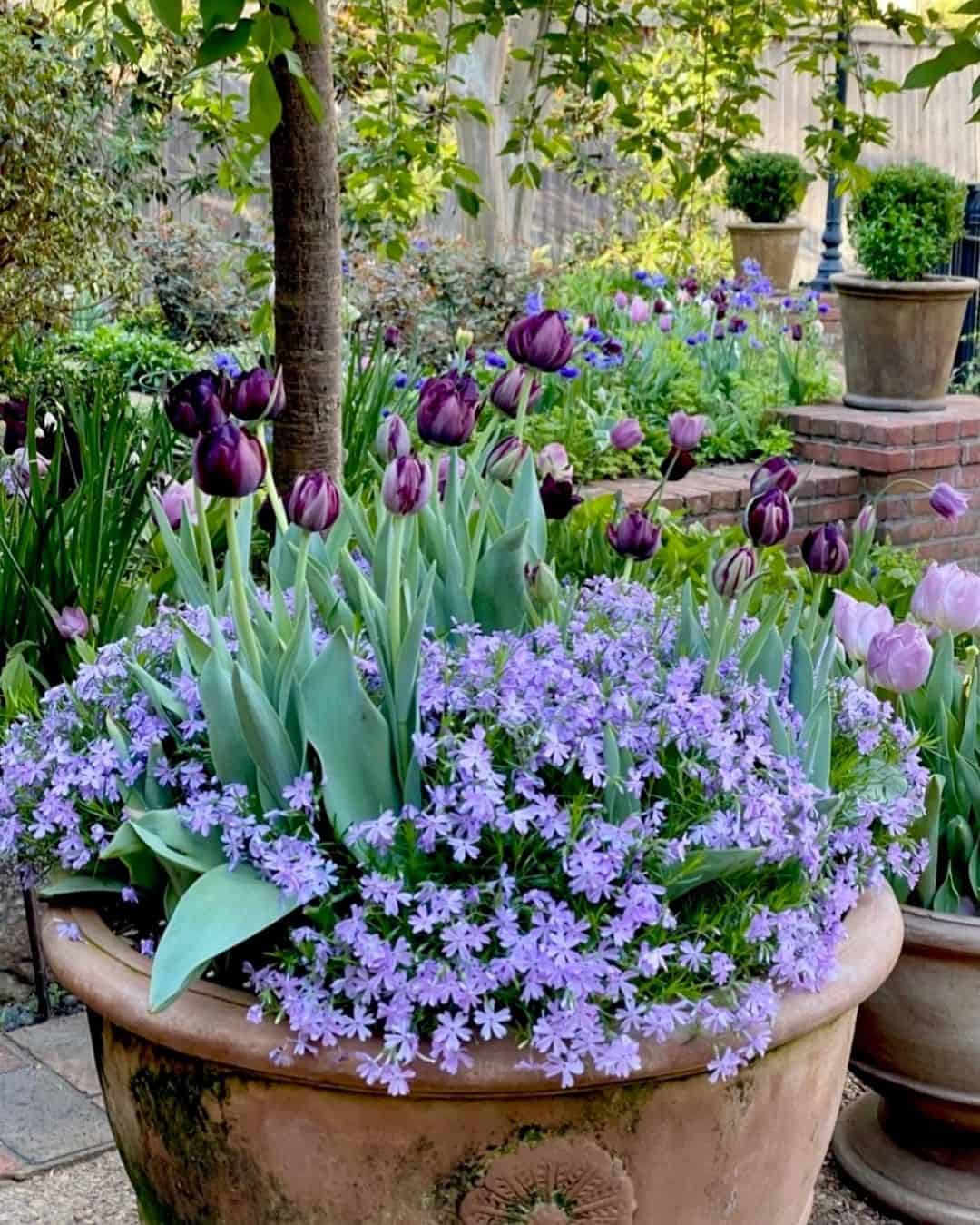 black hero tulip with emerald blue creeping phlox spring container combo