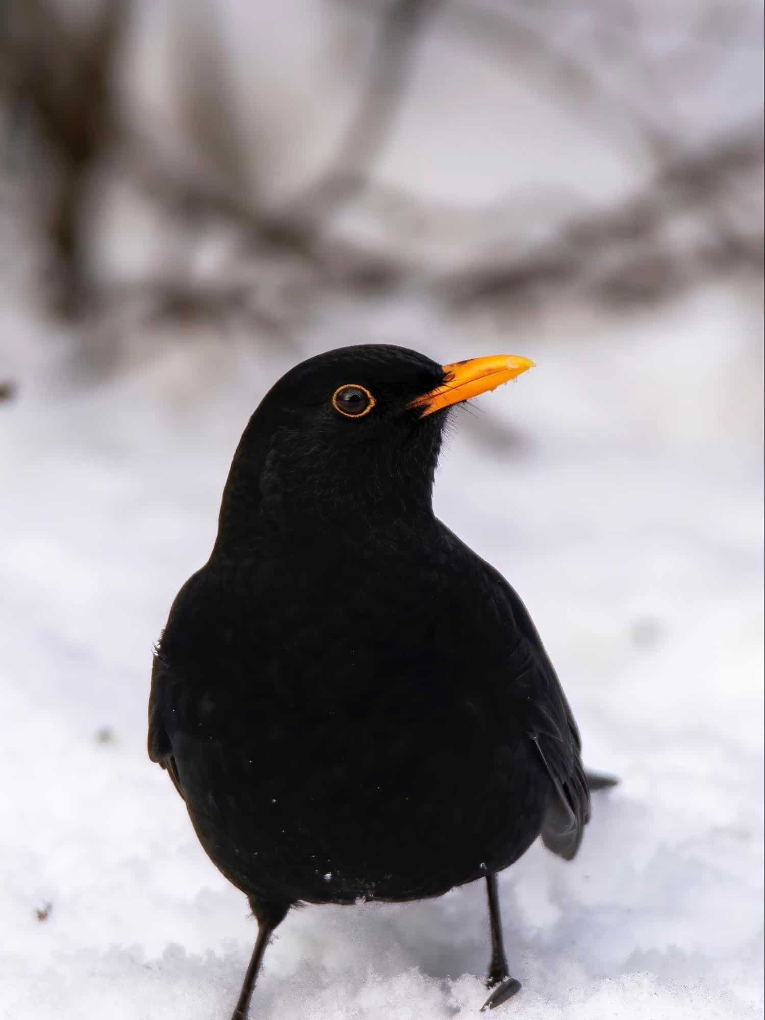 blackbird winter bird