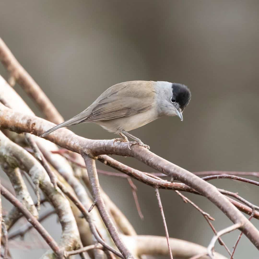 blackcap winter bird