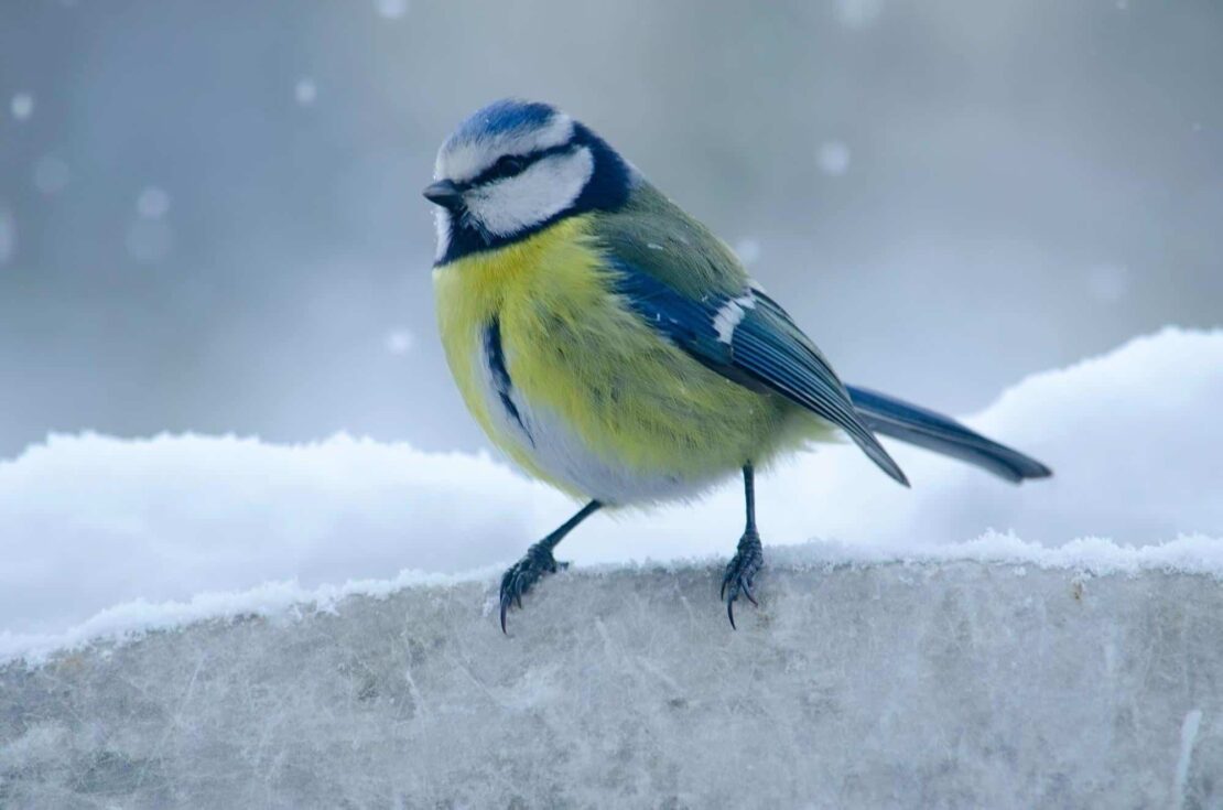 blue tit winter bird