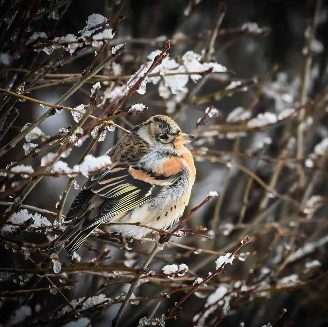 brambling winter bird
