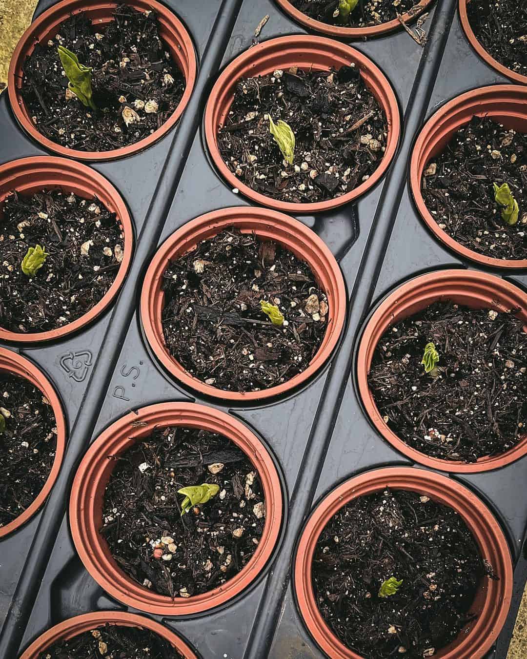 broad beans january vegetable