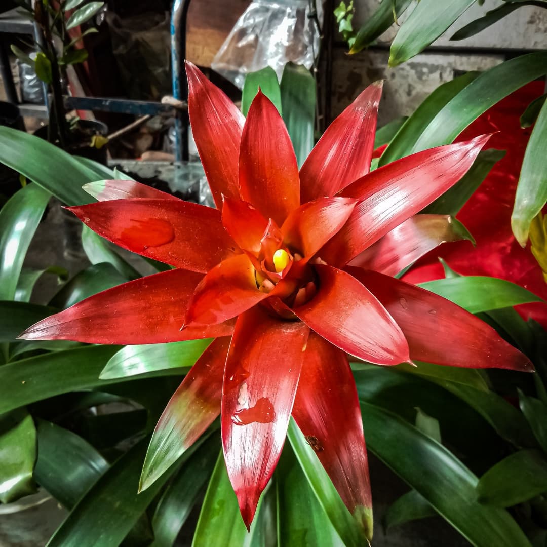 bromelia winter flowering plant
