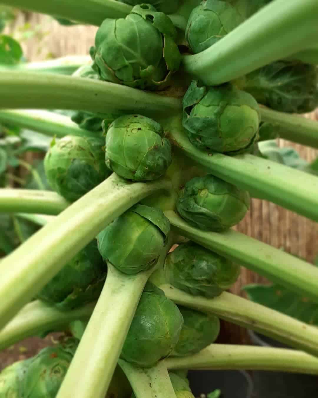 brussels sprouts spring garden