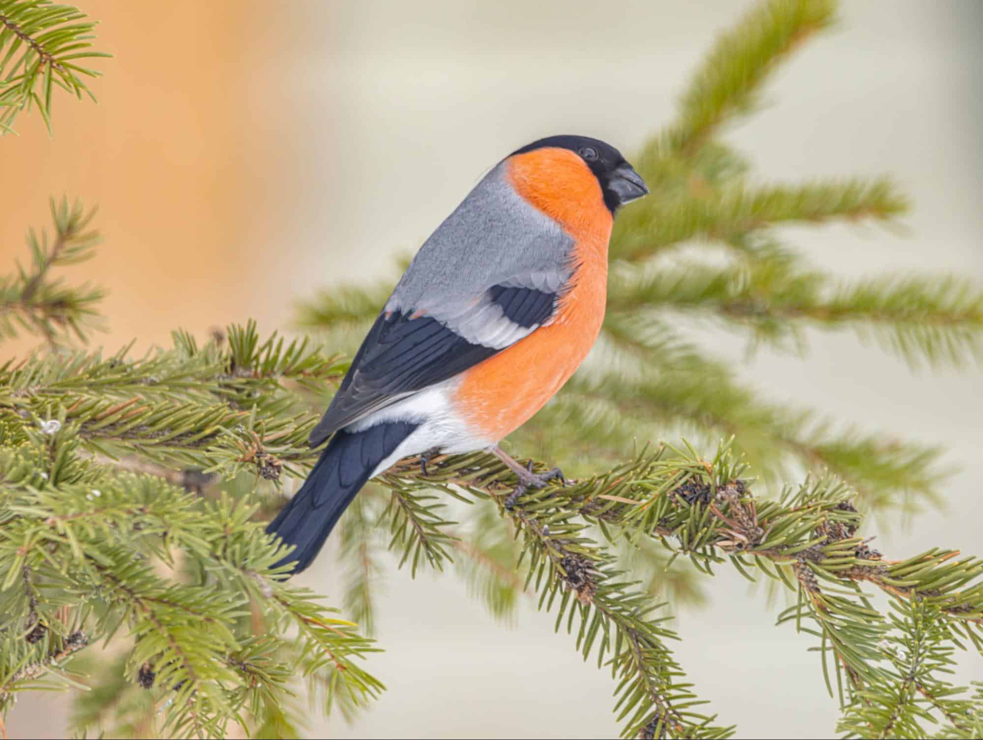 bullfinch winter bird