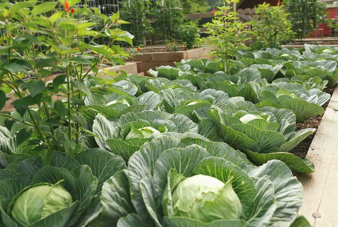 cabbage january vegetable