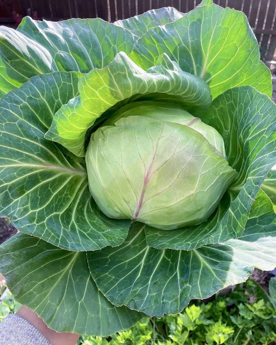 cabbage spring garden