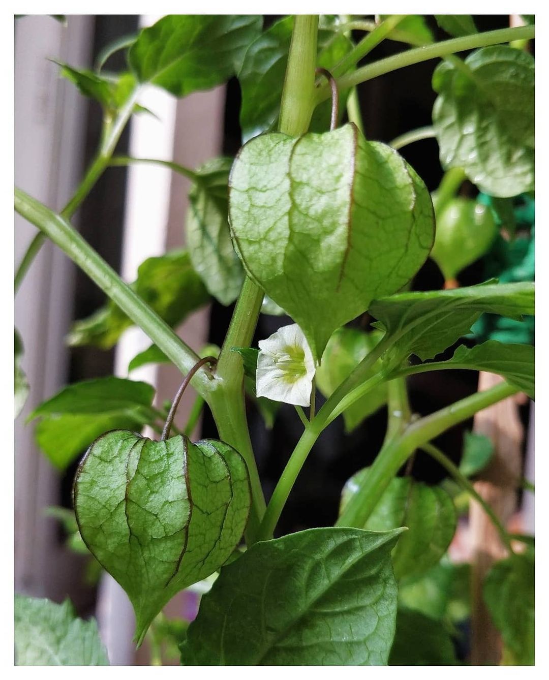 cape gooseberry winter flowering plant