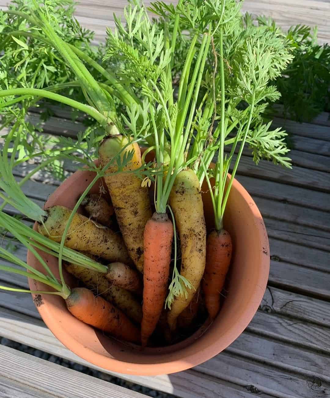 carrots spring garden