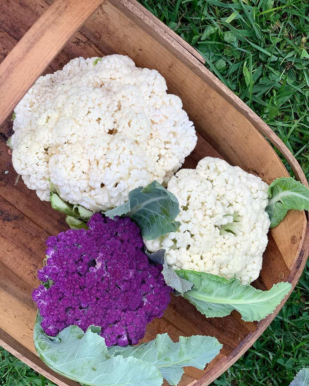 cauliflower spring garden