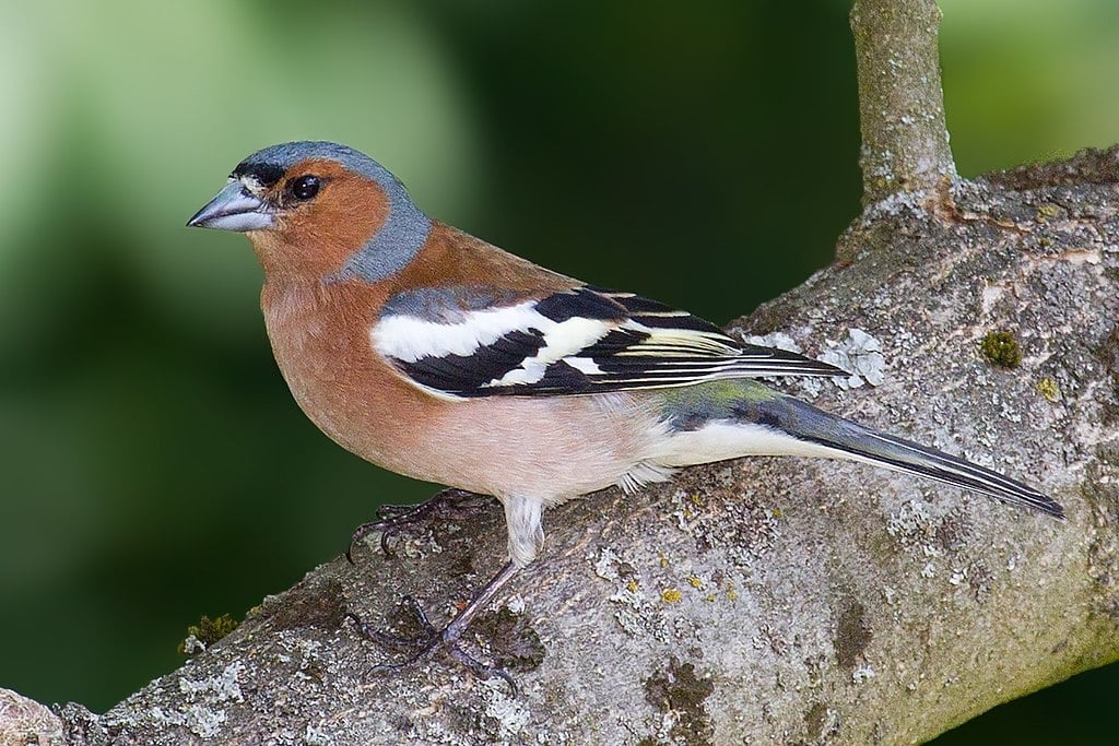 What To Feed Garden Birds In Spring (And When To Stop) 2 chaffinch spring bird