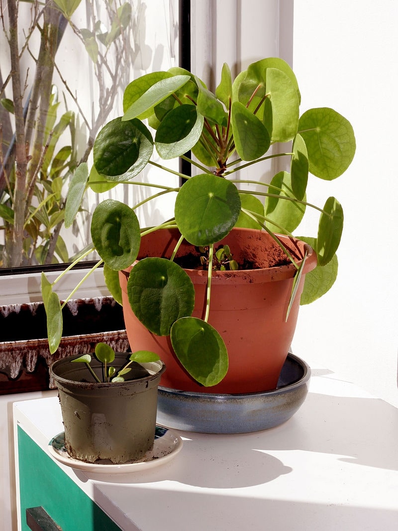 15 Types Of Money Plants: How to Choose the Best One 9 chinese money plant (pilea peperomioides)