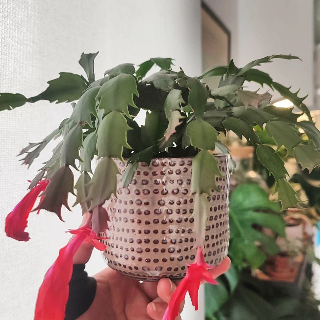 christmas cactus winter flowering plant