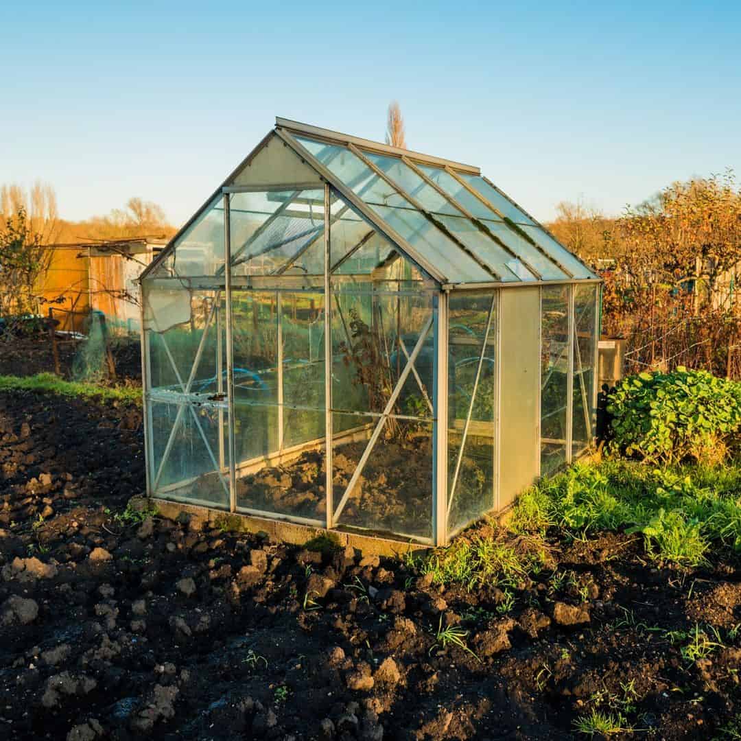 clean the greenhouse