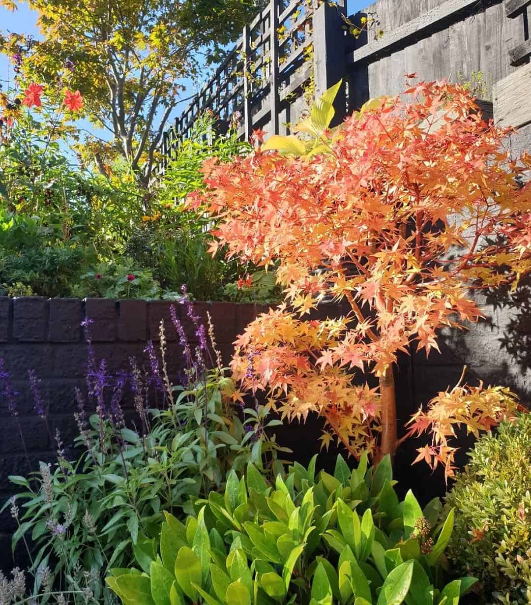 colourful shrubs japanese acers