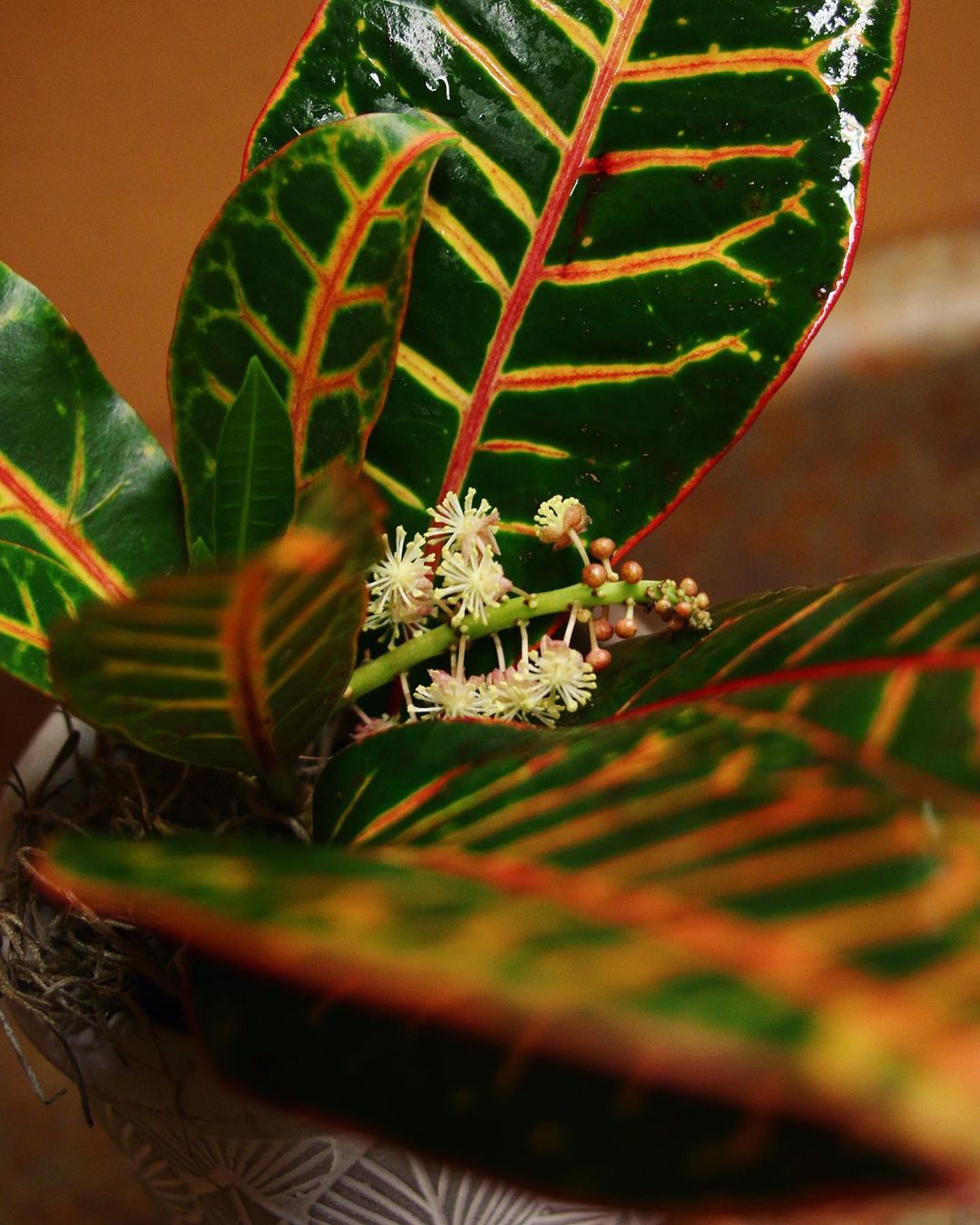 croton arborescens winter flowering plant
