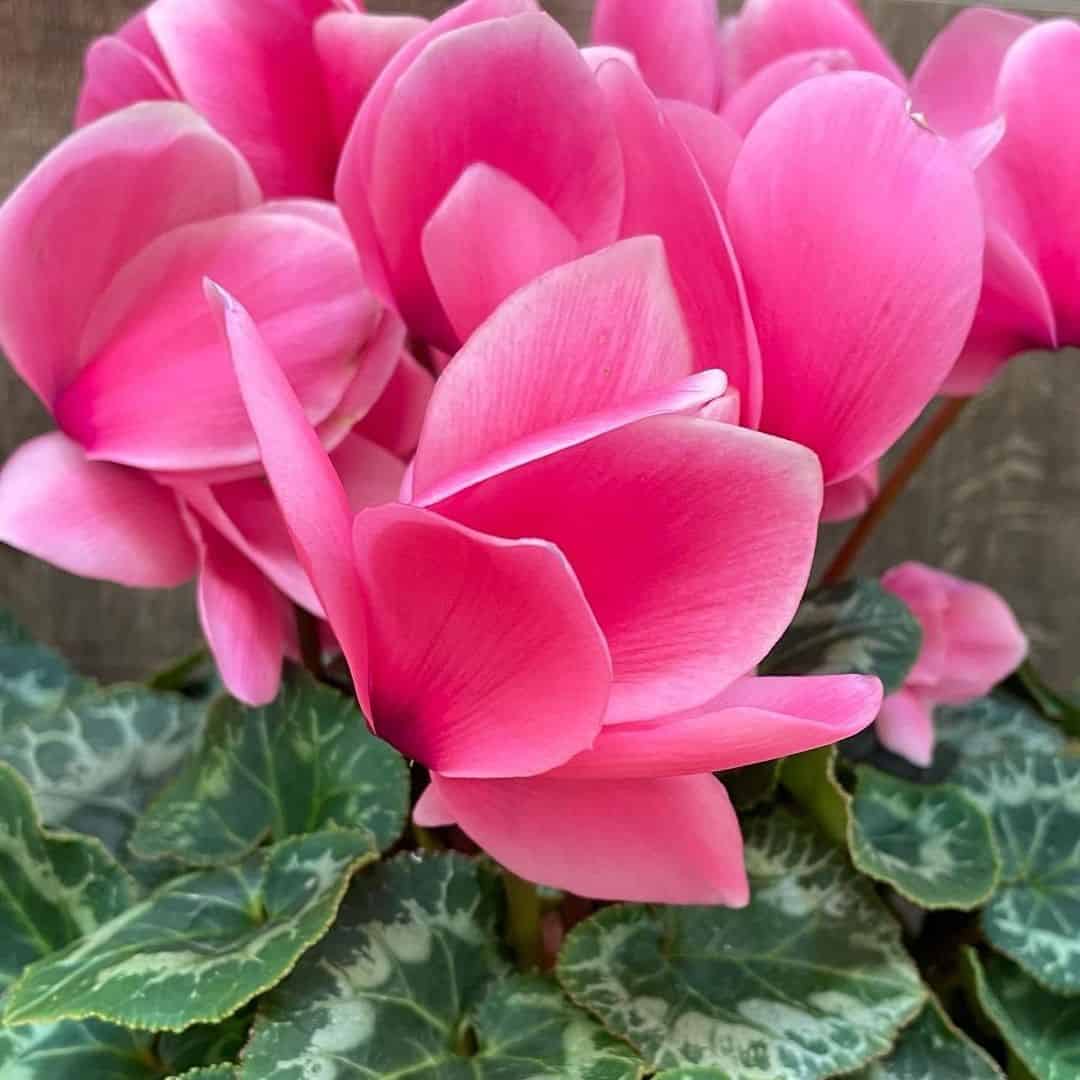 cyclamen