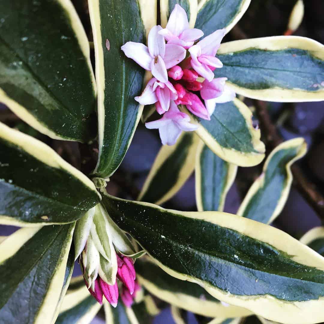 daphne winter flowering plant for pots