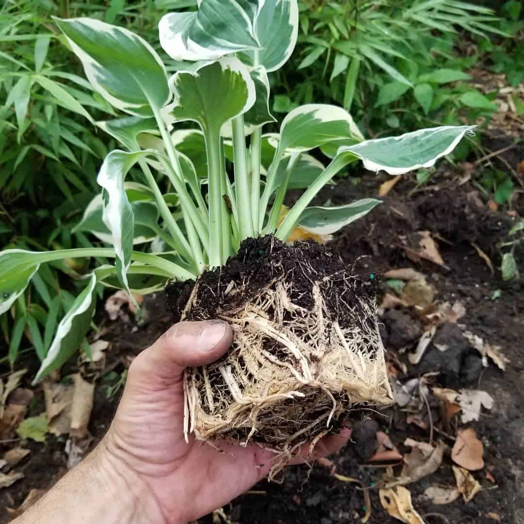 Preparing a Garden for Spring: 17 Tips for a Lush Garden 9 divide crowded perenials