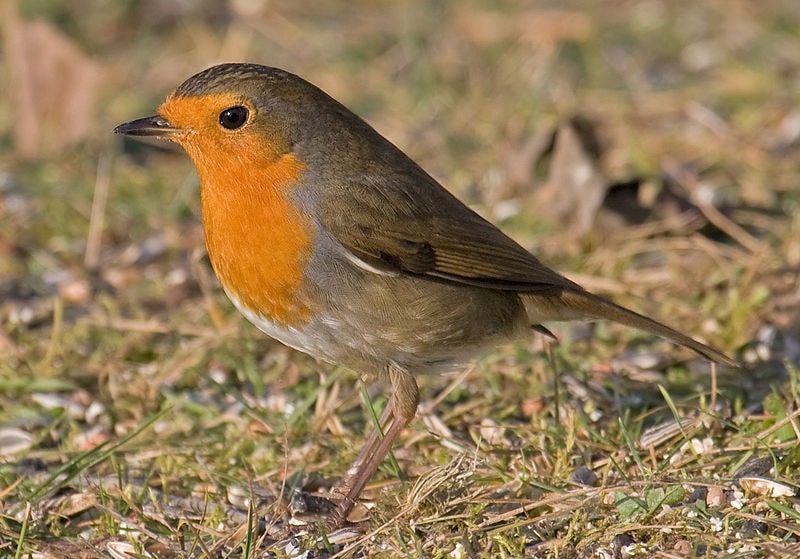 What To Feed Garden Birds In Spring (And When To Stop) 3 european robin