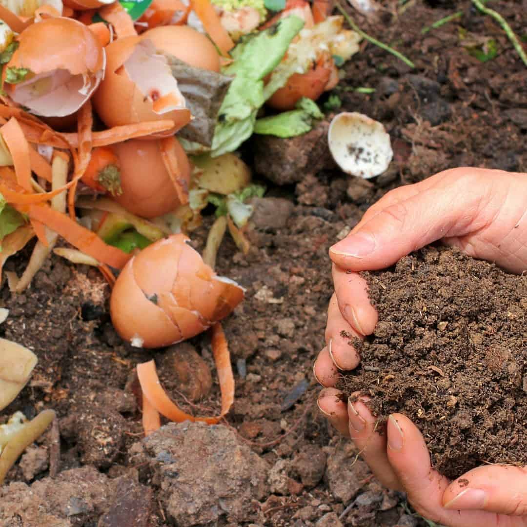 fertilize fruit trees and flower beds