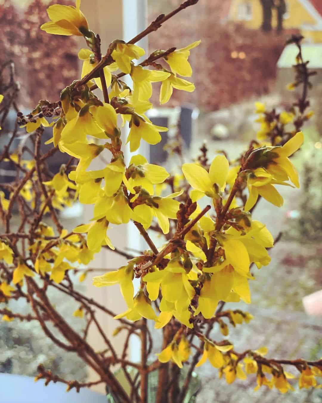 forsythia winter flowering plant for pots