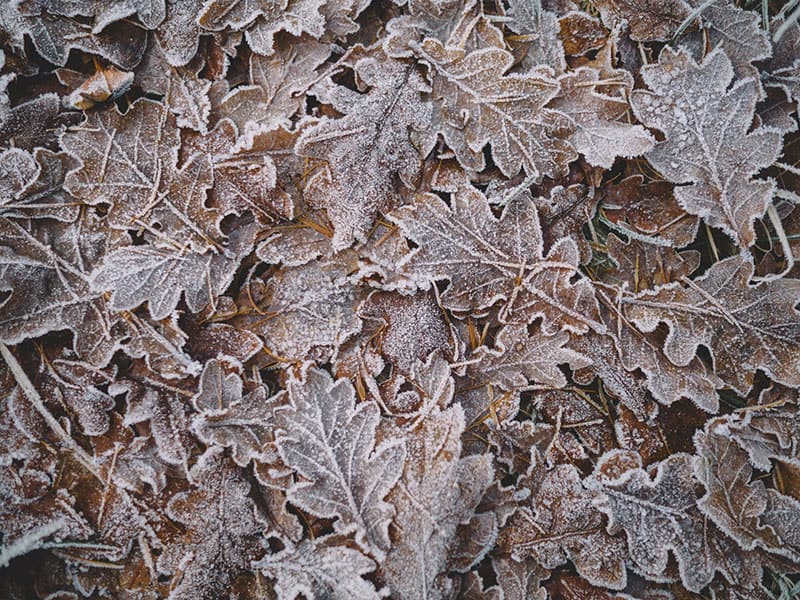 frosted leaves