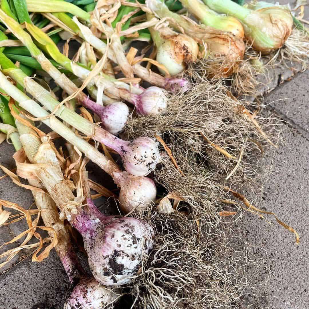 garlic spring garden