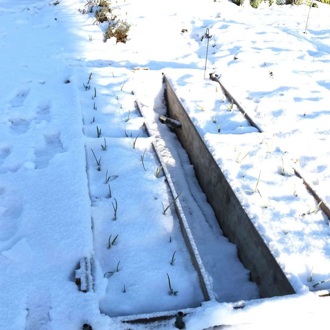 garlic through the snow