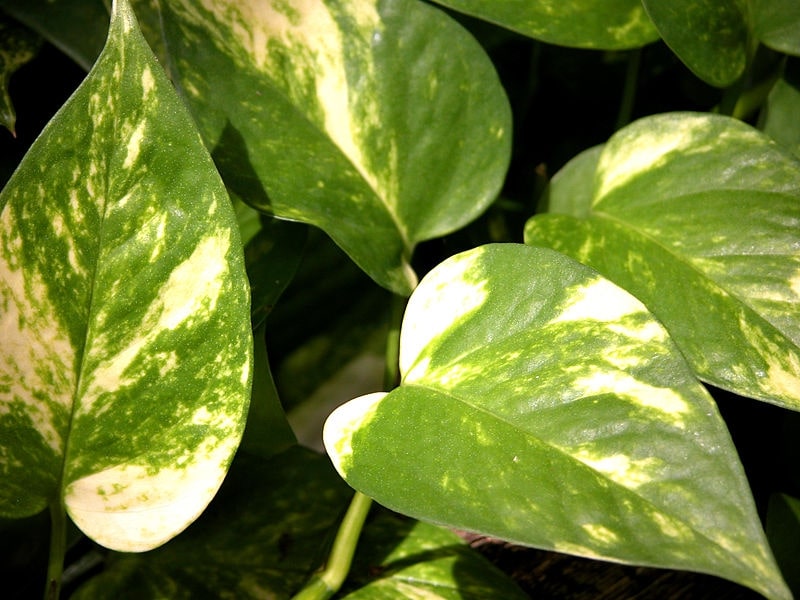15 Types Of Money Plants: How to Choose the Best One 1 golden money plant (epipremnum aureum)