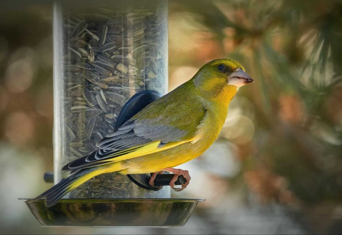 greenfinch winter bird