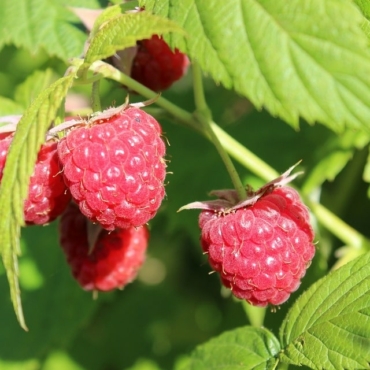 grow autumn raspberries