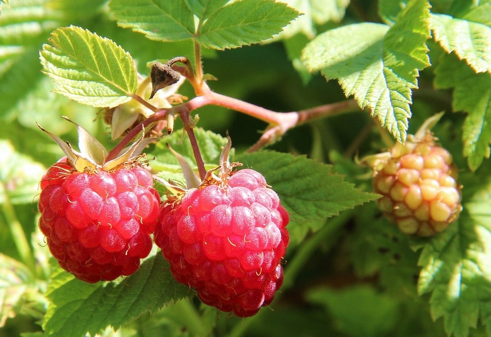 grow autumn raspberry