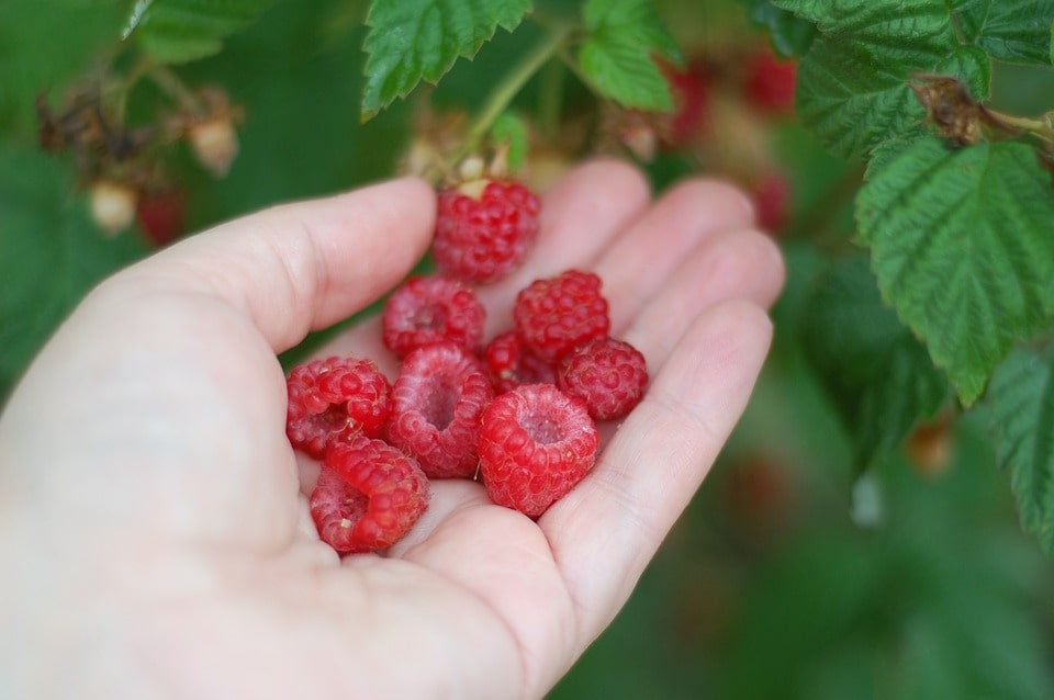 harvest raspberries