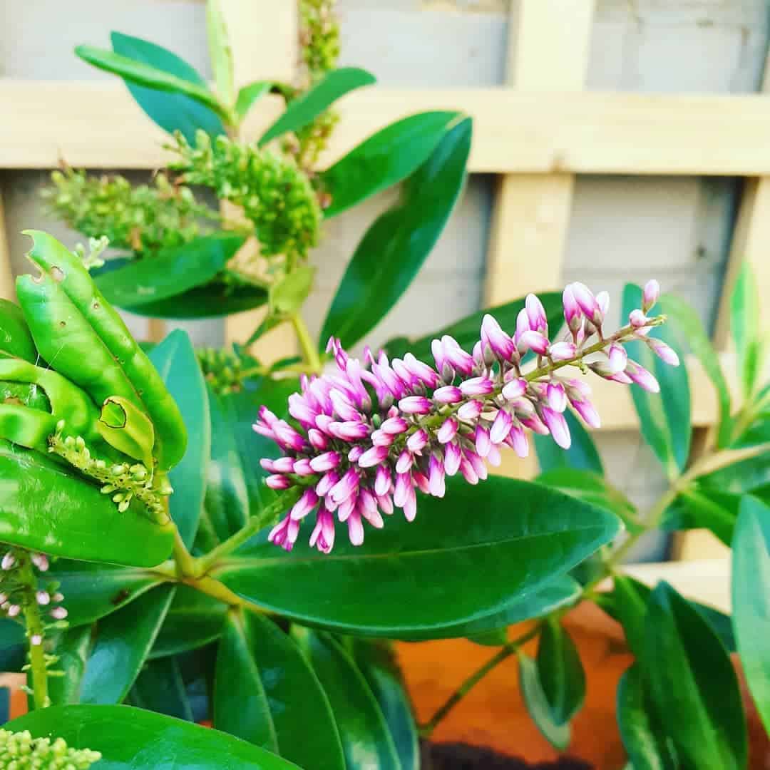 hebe winter flowering plant for pots