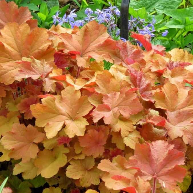heuchera winter flowering plant for pots