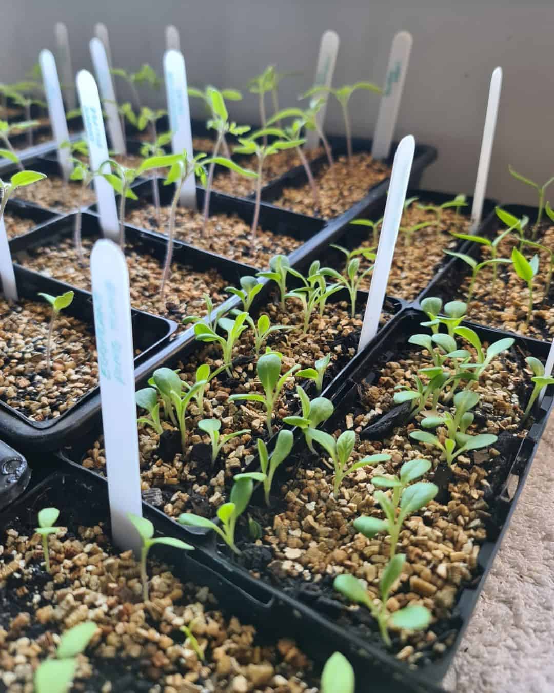 hollyhock seedlings for spring