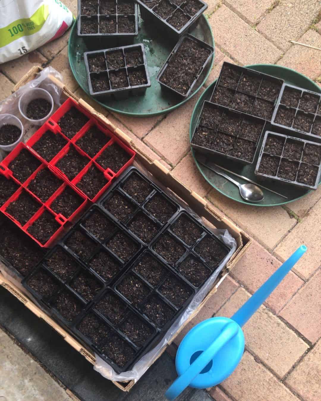 indoor seedlings for spring
