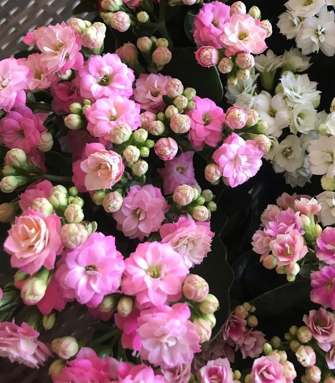 kalanchoe winter flowering plant