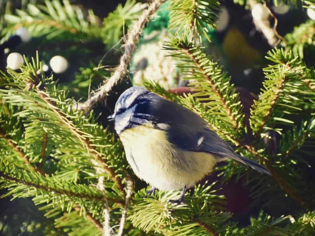 keep garden birds warm in the winter