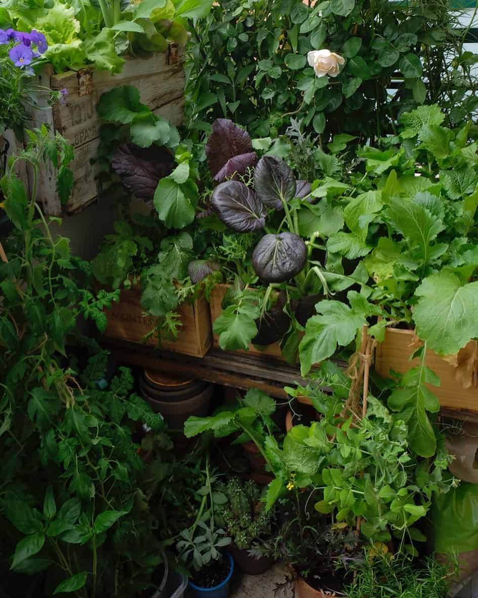lettuce spring garden