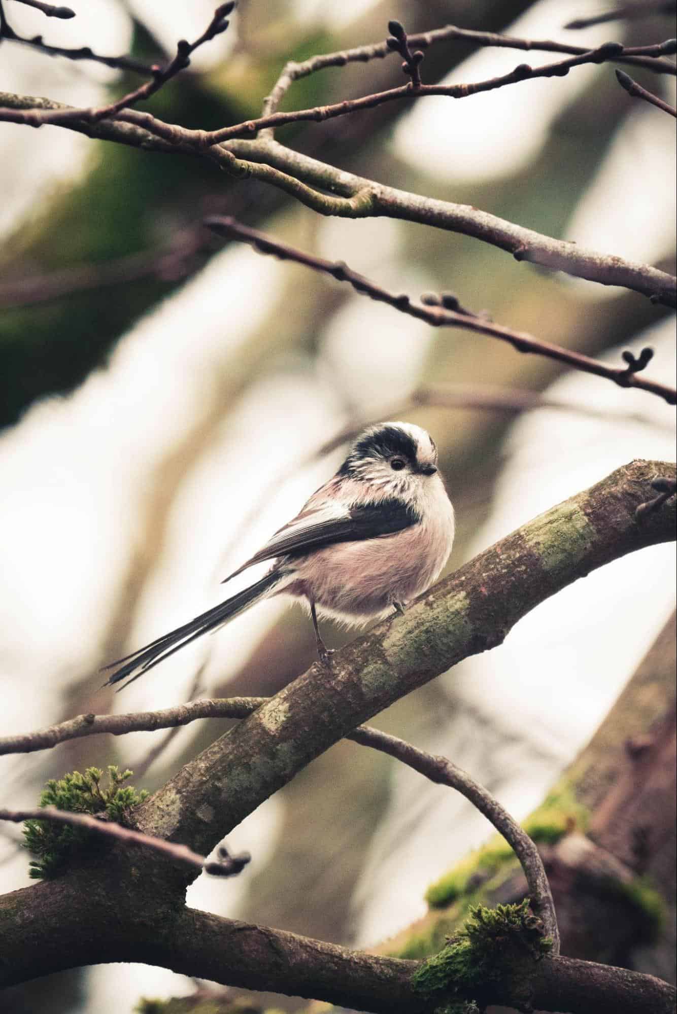 long tailed tit winter bird