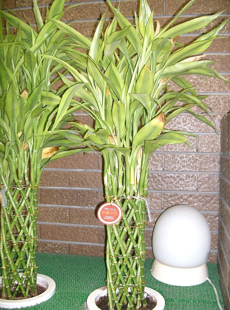 15 Types Of Money Plants: How to Choose the Best One 14 lucky bamboo (dracaena sanderiana)