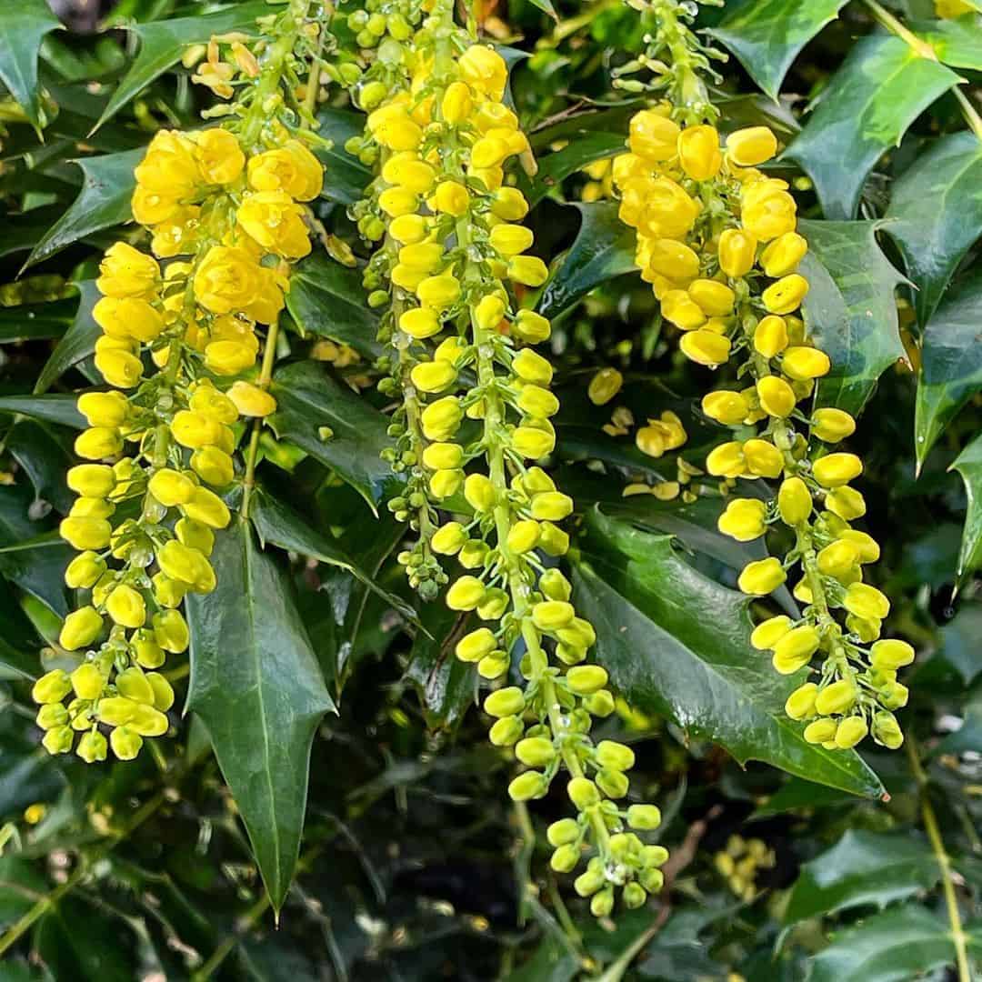 mahonia
