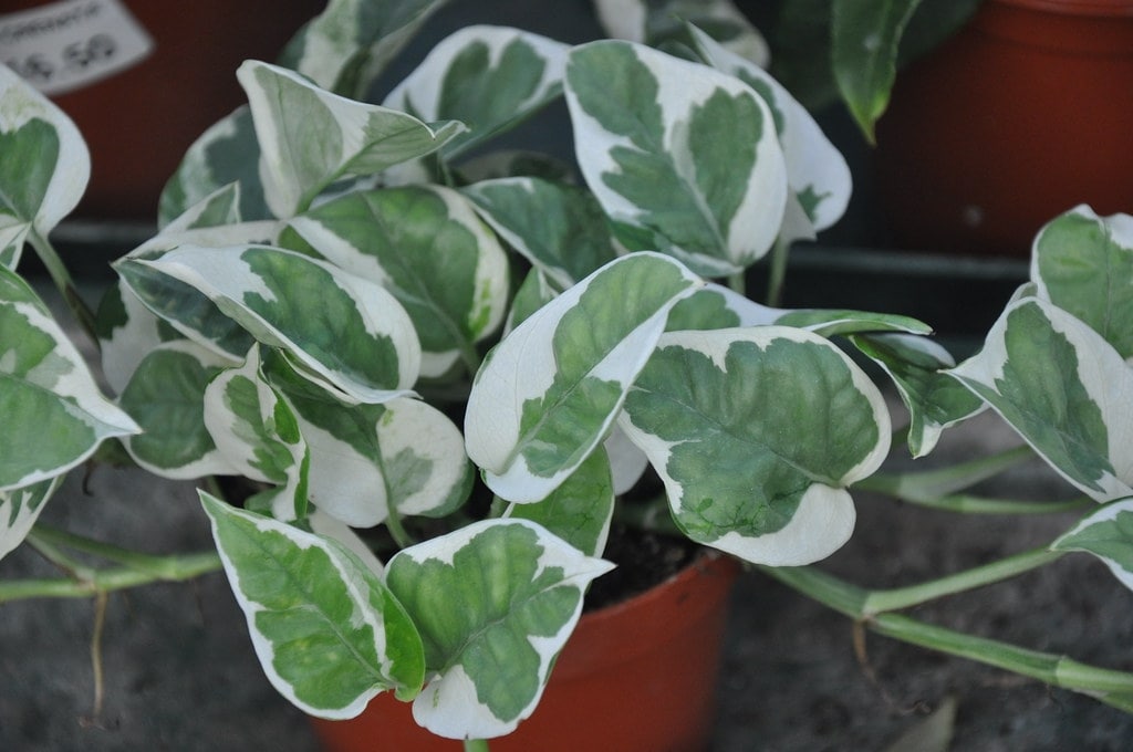 15 Types Of Money Plants: How to Choose the Best One 4 marble prince money plant (epipremnum aureum’ marble prince.’)