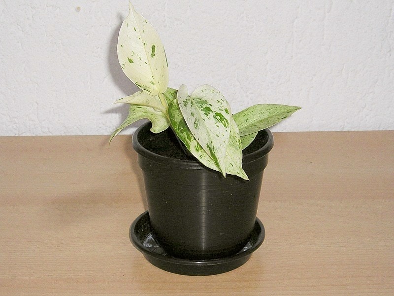 15 Types Of Money Plants: How to Choose the Best One 3 marble queen money plant (epipremnum aureum’ marble queen.’)