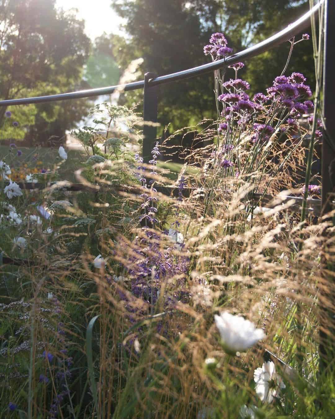meadow border at sunrise