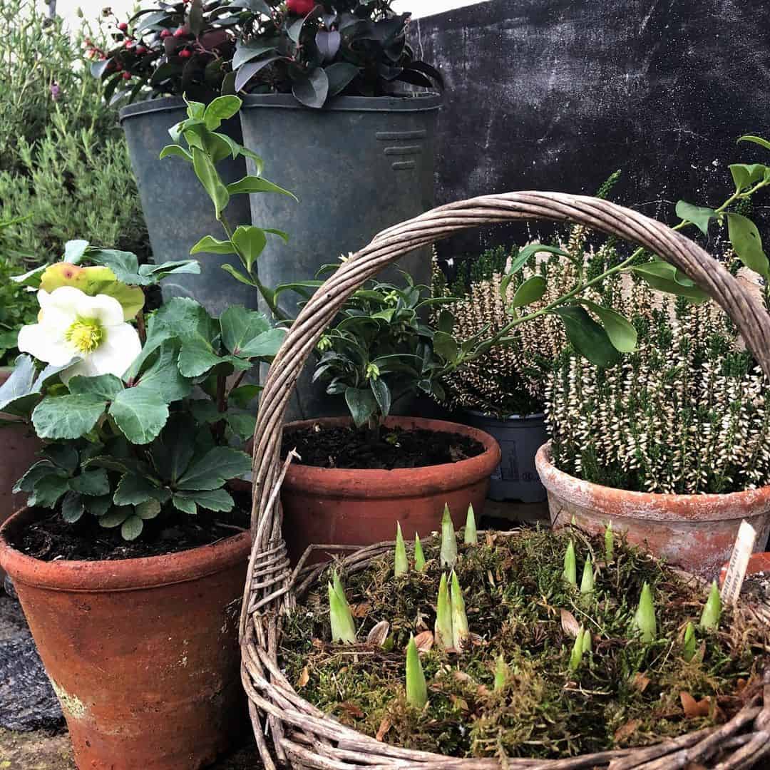 mix winter flowering plant for pots