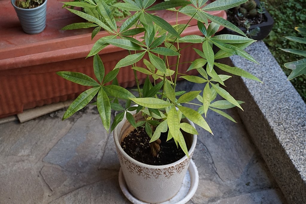 15 Types Of Money Plants: How to Choose the Best One 10 money tree (pachira aquatica)